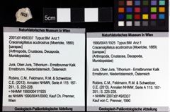 Foto (Objket + Etiketten) von Discutiolira moesica (Muţiu & Bădăluţă, 1971) 